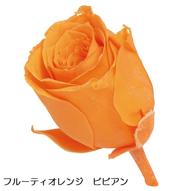 1650円 超爆安 プリザーブドフラワー 花束 フルーティオレンジ