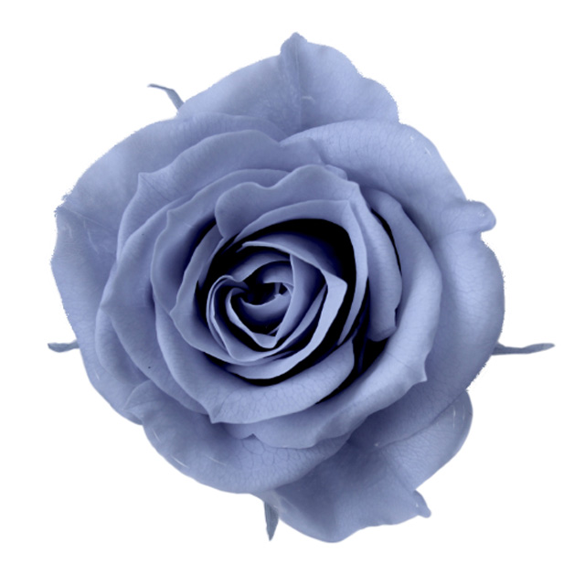 プリザーブドフラワー　水色のバラ2輪＆　ブルーと水色のアジサイ　花材セット6‐7